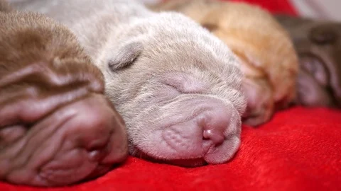 Newborn Shar Pei Pups Sleeping Video stock 80555880
