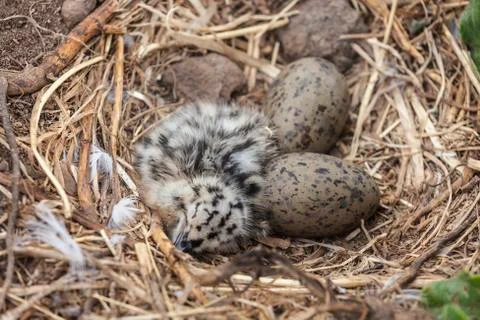 Newborn Sleeping Seagull Chick with Eggs at Anacapa Island California Stock Photos