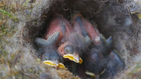 Newborn sparrows in the nest Stock Footage 137876360