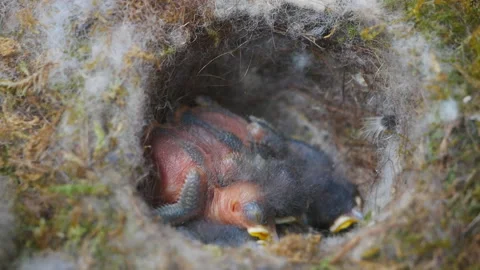 Newborn sparrows in the nest Stock Footage 137876410
