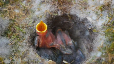 Newborn sparrows in the nest Stock Footage 137876475