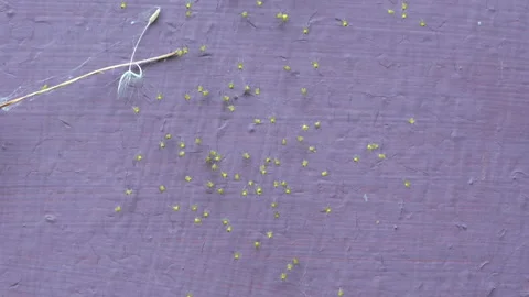 Newborn spiders Video stock 202194756