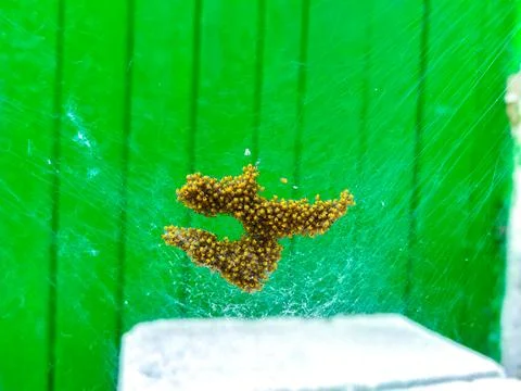 Newborn spiders. small spiders in the web Stock Photos