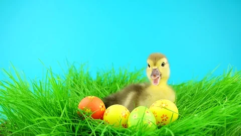 Newborn sweet Easter duckling in grass near colorful eggs Stock Footage 72735632