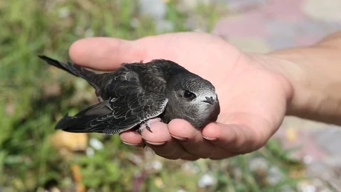 Newborn swift in human arms. Care of a small bird that fell out of the nest Stock Footage