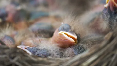 Newborn thrush nestlings which are sleeping in a nest close up Video stock 108170728