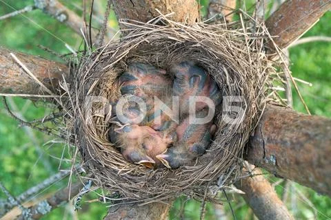 Newborn thrush's chicks are opening sleeping in the nest located on the pine Stock Photos