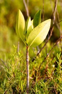 Newborn Tree Foto stock