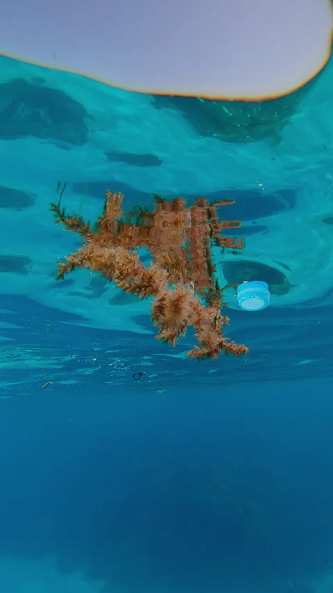 Newborn triggerfish wander below waves, hiding among floating plastic trash and Stock Footage 302761693
