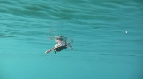 Newborn turtle hatchling baby pause and swim sea mediterranean ocean Stock Footage 46851487