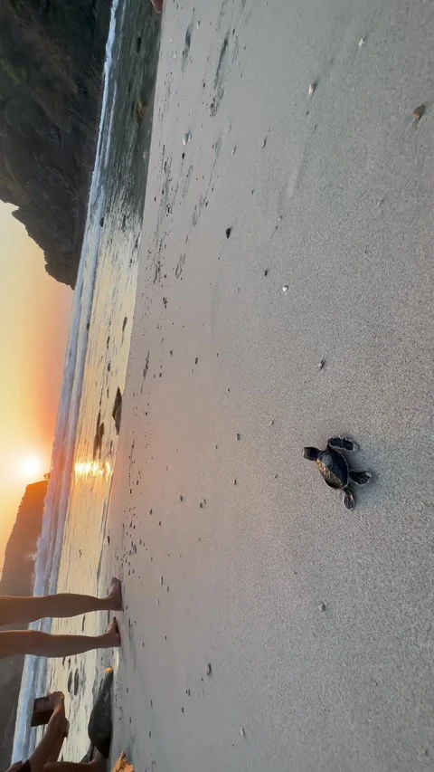 Newborn turtle heading to the sea Stock Footage 280274017