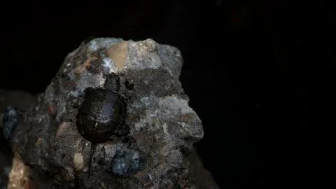 The newborn turtle. The turtle develops territory. Stock Photos