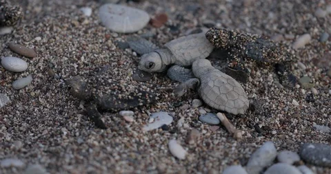 Newborn turtles run to the sea wave Stock Footage 101695759