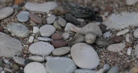 Newborn turtles run to the sea wave 스톡 동영상 101709024