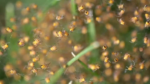Newborn Wasp Spiders Stock Footage 36646255