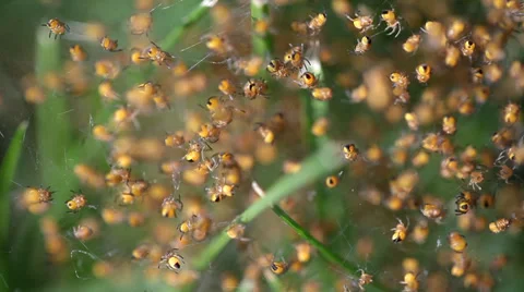 Newborn Wasp Spiders Stock Footage 36646413