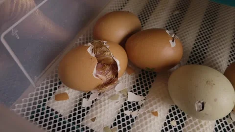 Newborn wet chick breaking the eggshell to be born in a home incubator Stock Footage 345524953