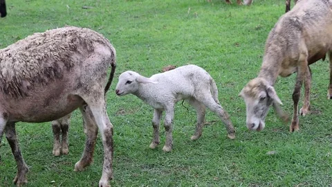 Newborn white lamb walking and suckling milk from mother sheep in green pasture. Stock Footage 344355261