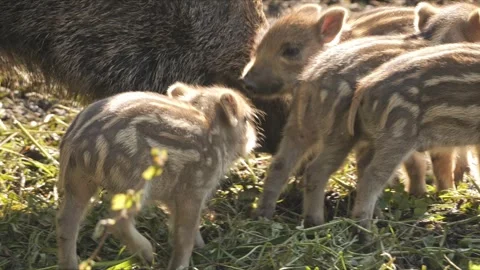 Newborn Wild Boar Piglets Between Mother’s Legs – 4K Stock-Footage 321182680