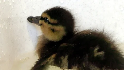 Newborn wild ducks in captivity. Stock Footage 108558182