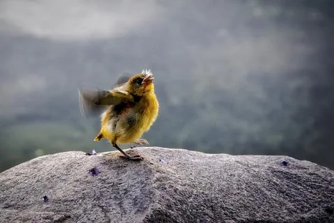 Newborn Yellow Warbler bird learning to take off Stock Photos