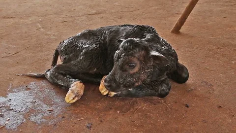 NewBornCalf2 Stock Footage 118759573