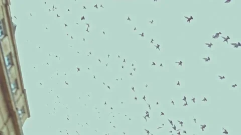 Newcastle City centre, Eldon Square  bus stops Stock Footage 163256327