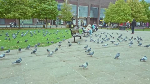 Newcastle City centre, Eldon Square  bus stops Video stock 163256783