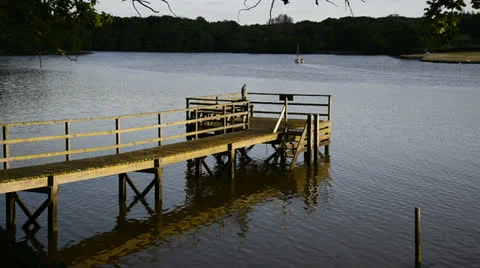 NewForest010613 0284 Stock Footage 25855692