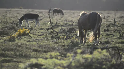 NewForest010613 0361 Stock Footage 25602520