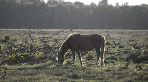NewForest010613 0362 Stock Footage 25855912