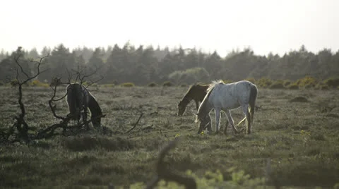 NewForest010613 0363 Stock Footage 25602467