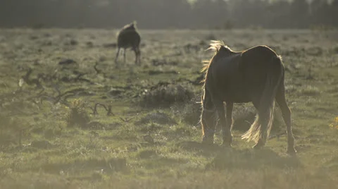 NewForest010613 0367 Stock Footage 25603014