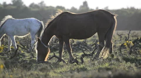 NewForest010613 0368 Stock Footage 25856214
