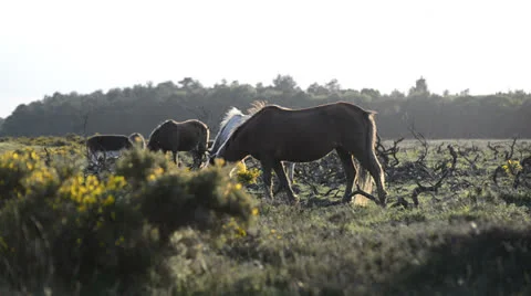 NewForest010613 0369 Stock Footage 25602814