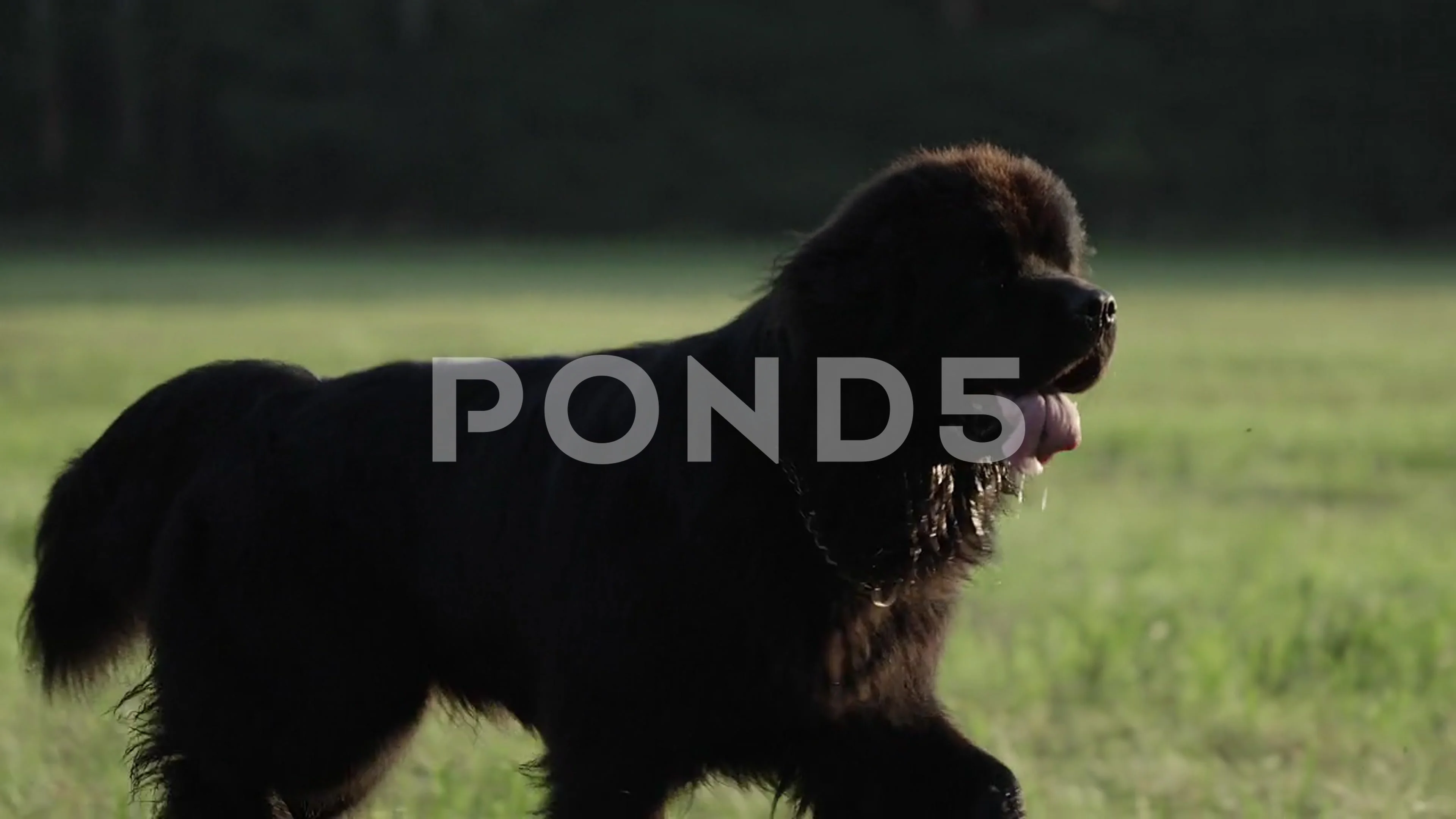 are newfoundlands smart