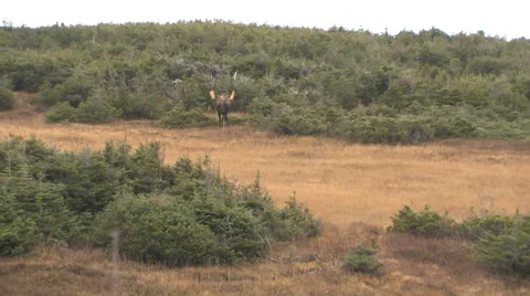 Newfoundland Bull Moose in Clearing Stock Footage 33786444