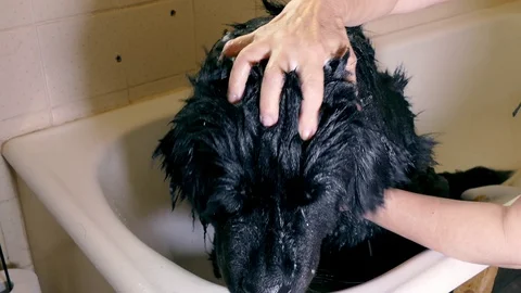 Newfoundland dog in the bath. Vídeos de archivo 74266353