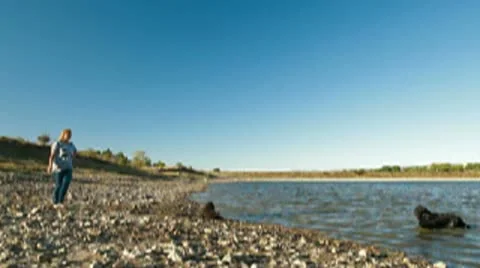 Newfoundland Dog Fetching Stick Stock Footage