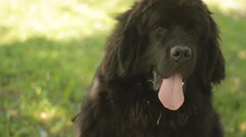 Newfoundland dog Stock Footage 51067351