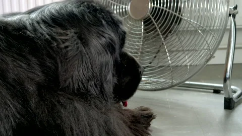 Newfoundland dog lying down in front of a blowing floor fan. Video stock 155533482