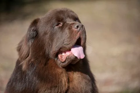 Newfoundland dog Stock Photos