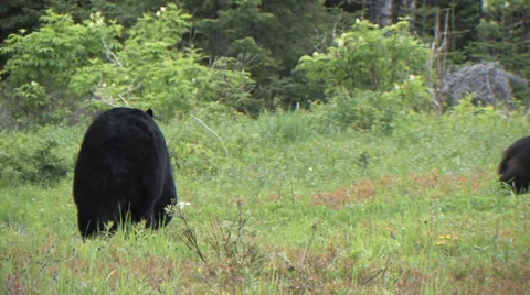 Newfoundland Large Black Bear Stock Footage 34365387