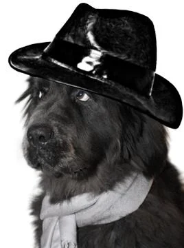 Newfoundland Stock Photos