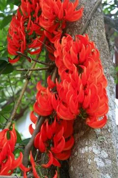 Newguinea creeper Stock Photos