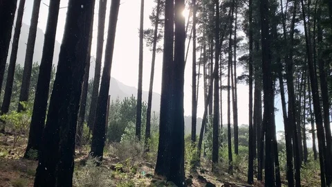 Newlands Forest in Cape Town. Stock Footage 112202418