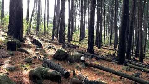 Newlands Forest in Cape Town. Stock Footage 112202983