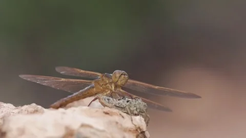 A newly adult dragonfly next to the empty nymph exoskeleton Stock Footage 315905433