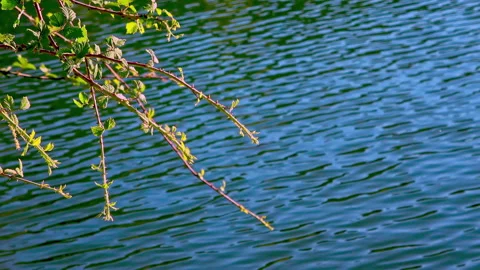 Newly Bloomed Tree Branch Buds Hanging in Lake Water Stock Footage 295897096