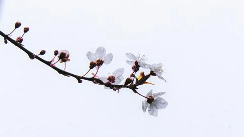 Newly bloomed tree branch on a white background Stock Photos